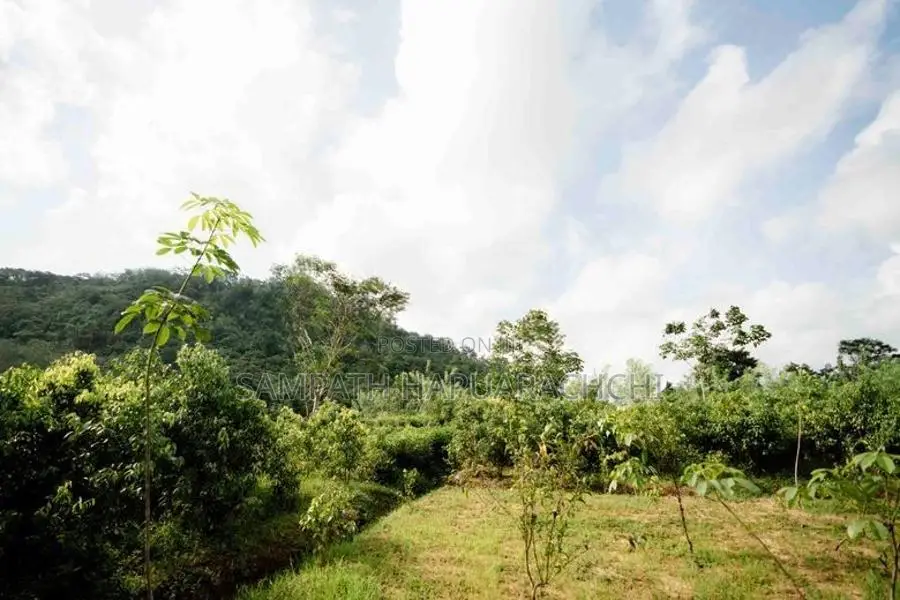 Land for Sale in Pitigala, Galle