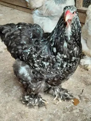 Barma Chicks