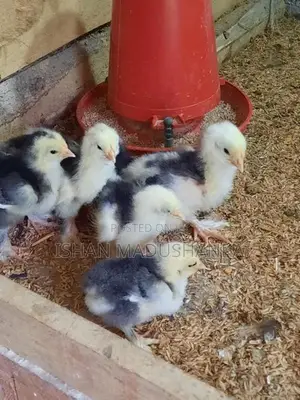Barma Chicks