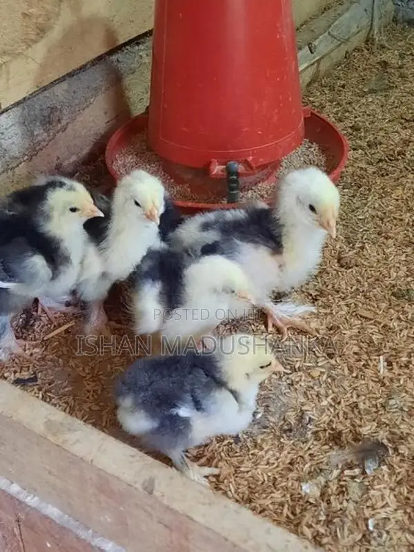 Barma Chicks