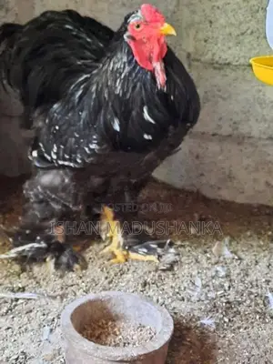 Barma Chicks
