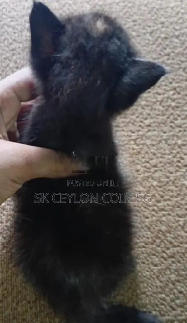 Persian Short Cat