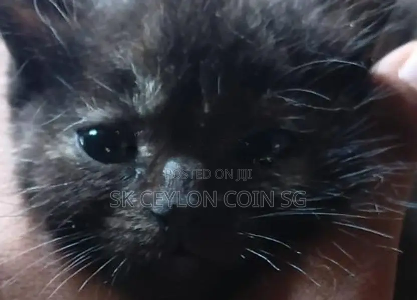 Persian Short Cat