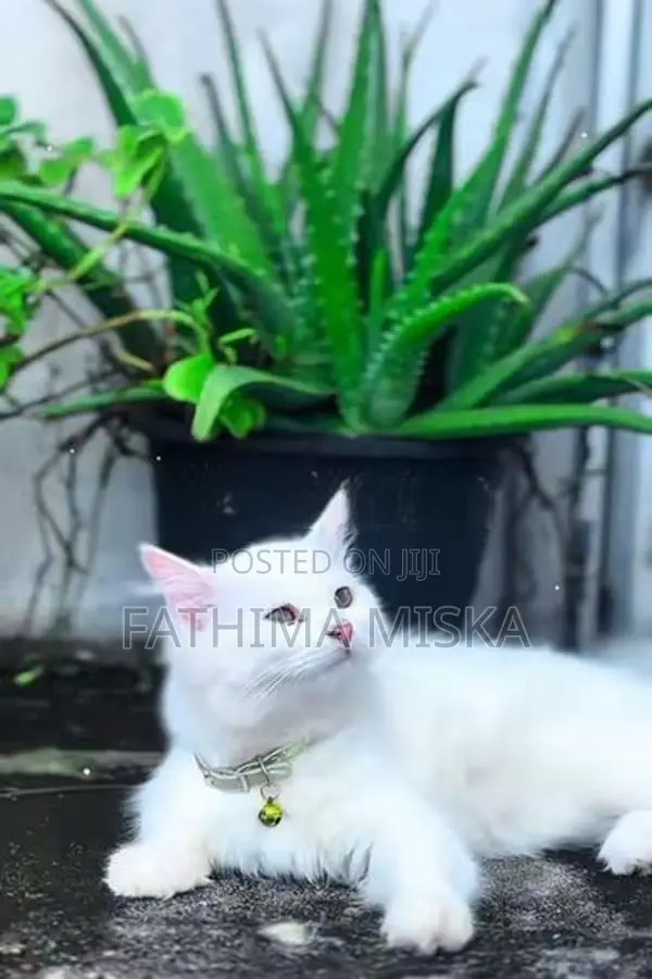 Persian Cat