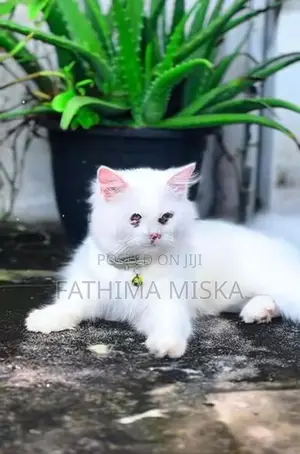 Persian Cat