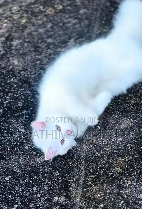 Persian Cat