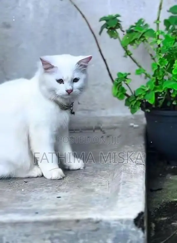 Persian Cat