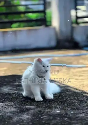 Persian Cat