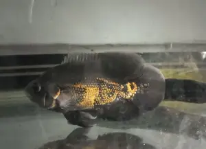 Tiger Oscar