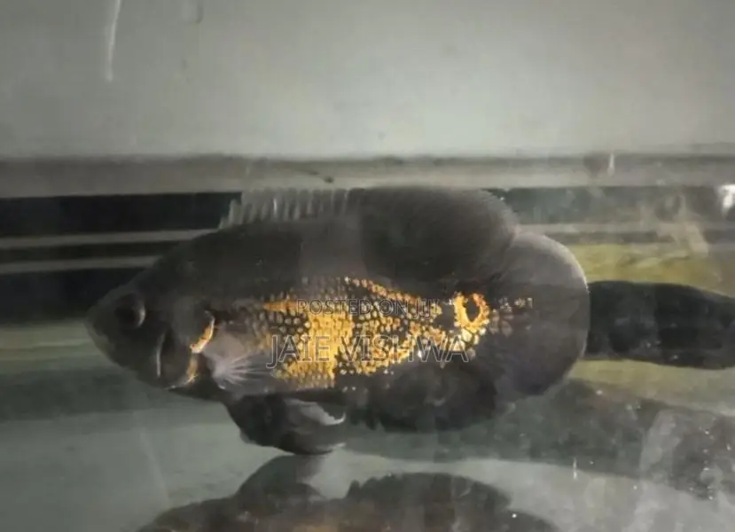 Tiger Oscar