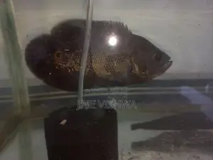 Tiger Oscar