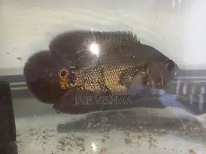 Tiger Oscar