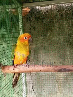 Sunconer