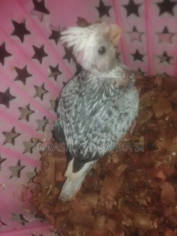 Cockatiel Bird