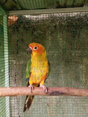 Sunconer
