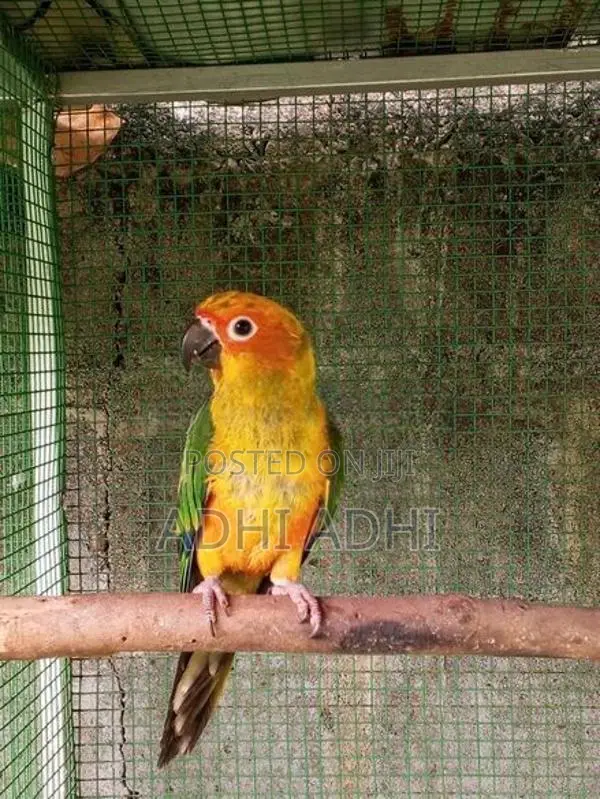 Sunconer