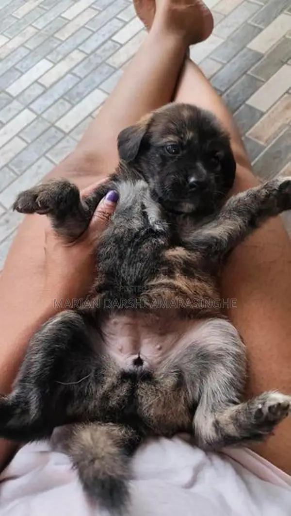 Golden Retriever Mix Puppies