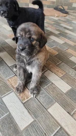 Golden Retriever Mix Puppies