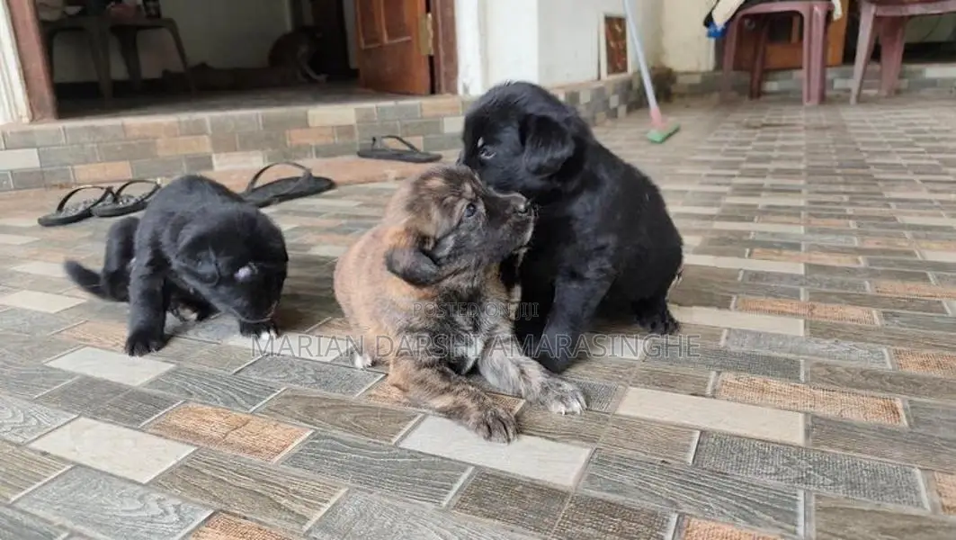 Golden Retriever Mix Puppies