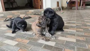 Golden Retriever Mix Puppies