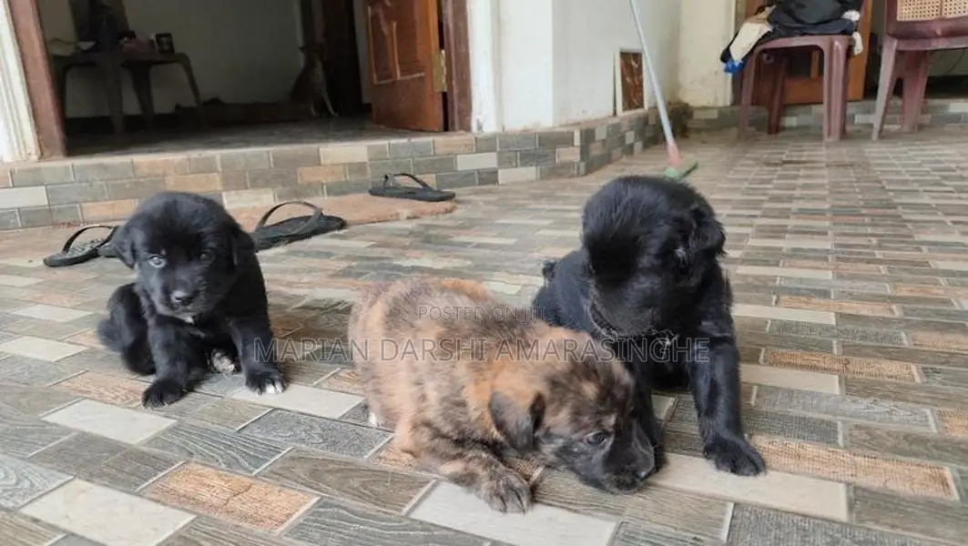 Golden Retriever Mix Puppies