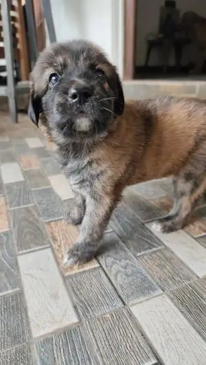 Golden Retriever Mix Puppies