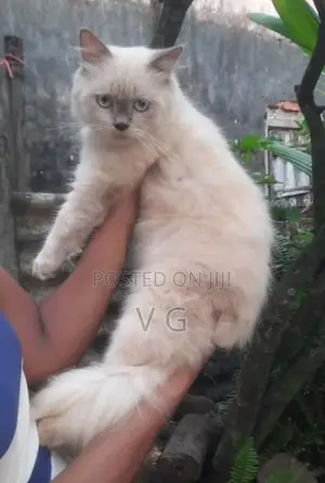 Persian Male Cat