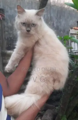 Persian Male Cat