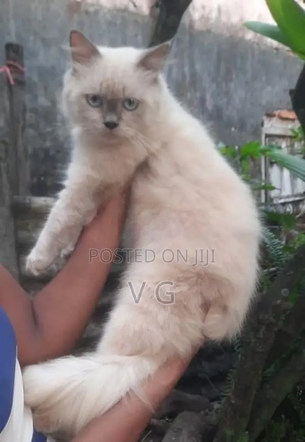 Persian Male Cat