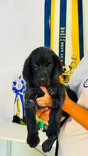 Labradore Dog Black With Gold puppies