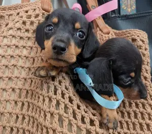 Dachshund puppies