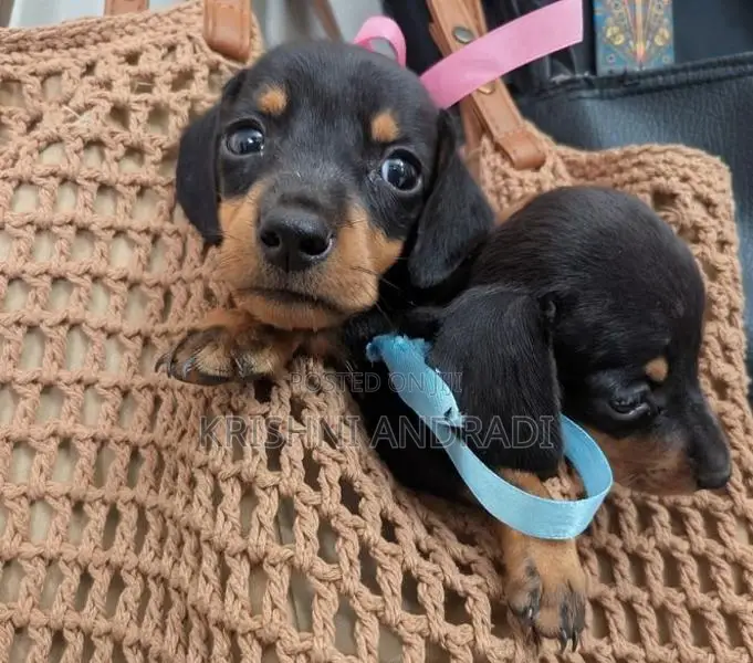 Dachshund puppies