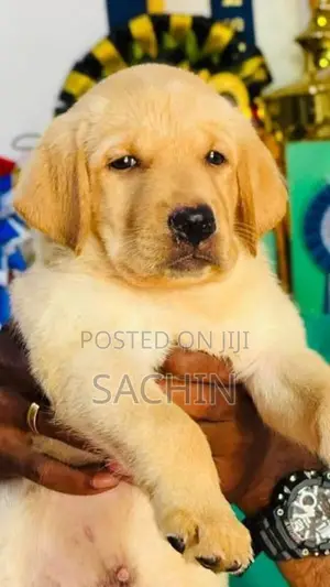 Labradore Dog Black With Gold puppies