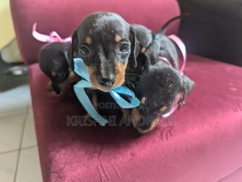 Dachshund puppies