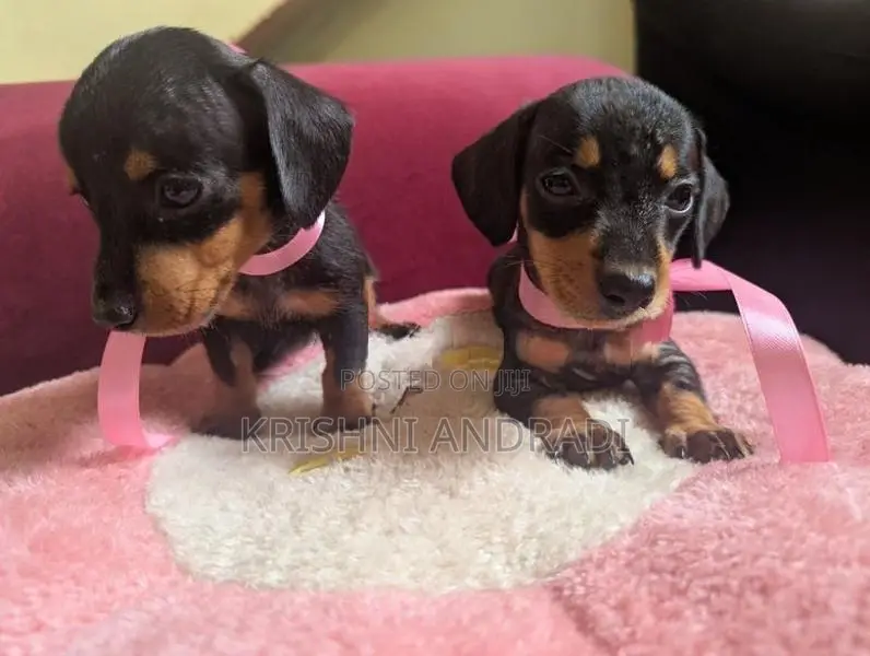 Dachshund puppies