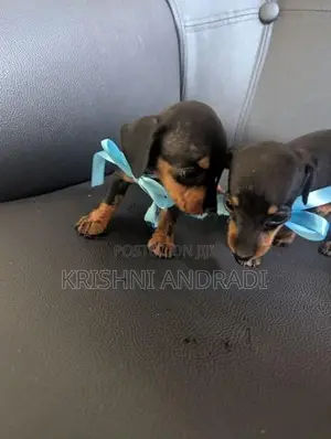 Dachshund puppies