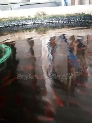 Swardtail Fish