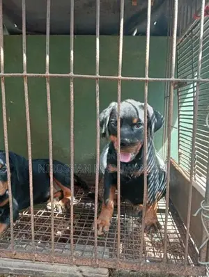Rottweiler Female Puppy