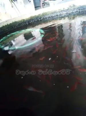 Swardtail Fish