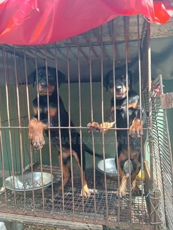 Rottweiler Female Puppy