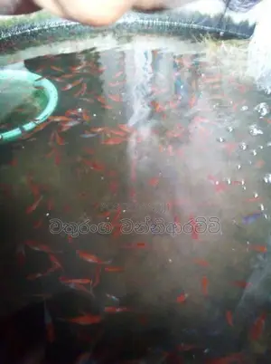 Swardtail Fish