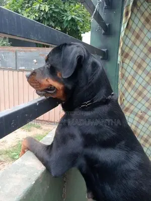 Rottweiler Female Puppy