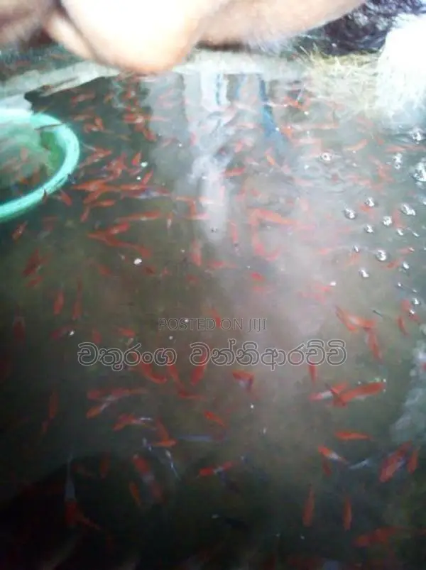Swardtail Fish