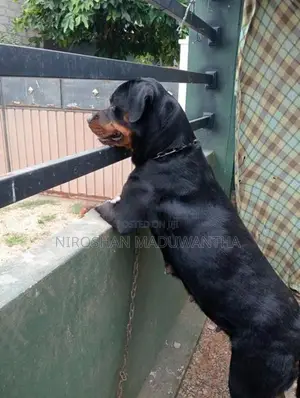 Rottweiler Female Puppy