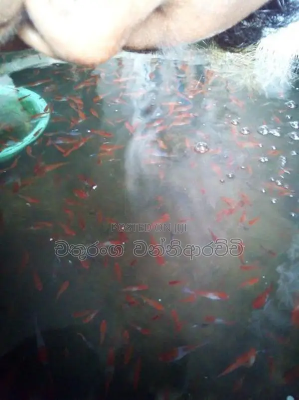 Swardtail Fish