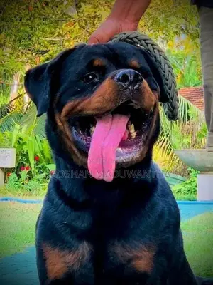 Rottweiler Female Puppy