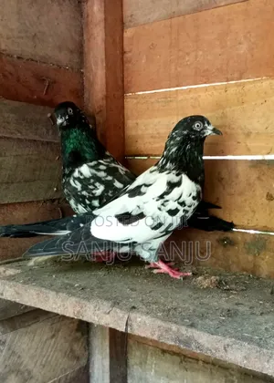 Black Pakistan Pair