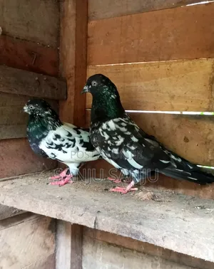 Black Pakistan Pair