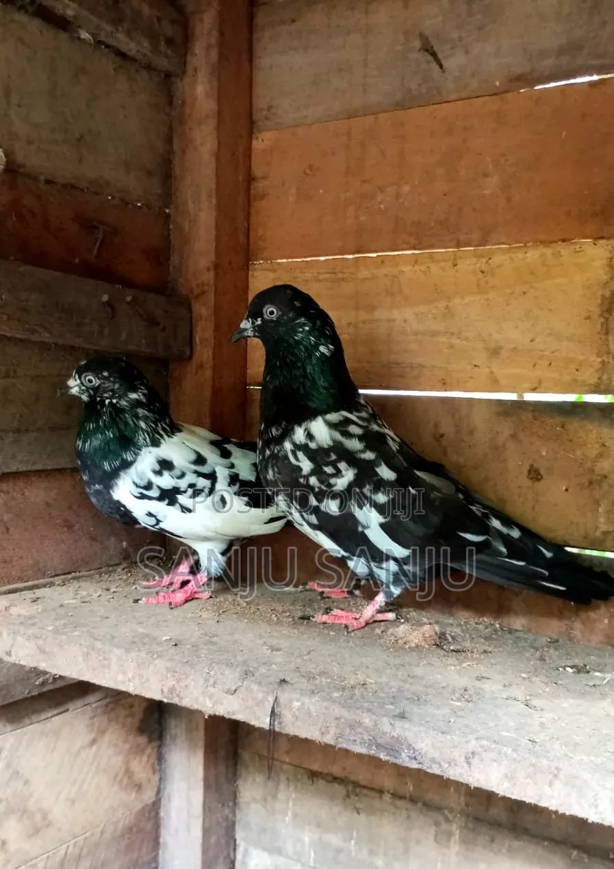 Black Pakistan Pair