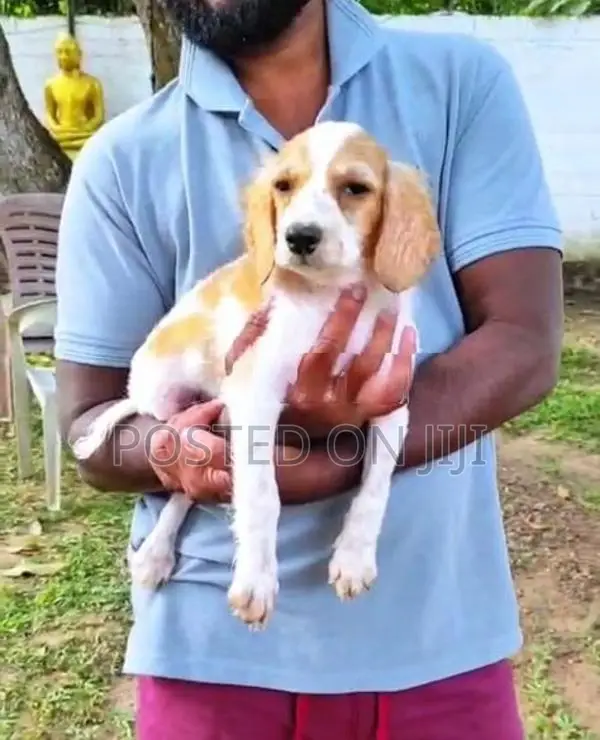 Cocker spaniel puppies